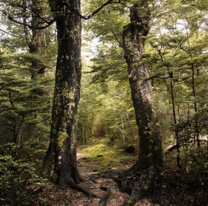 Why HD: Why it beats synthetics